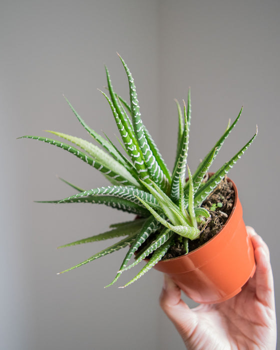 Haworthia Attenuata f. Variegata - 4"