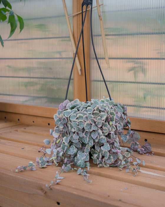 String of Hearts Variegated - 6" (Pick Up Only)