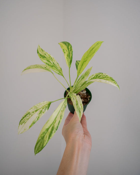 Anthurium Vittarifolium 'Variegata' - 3"