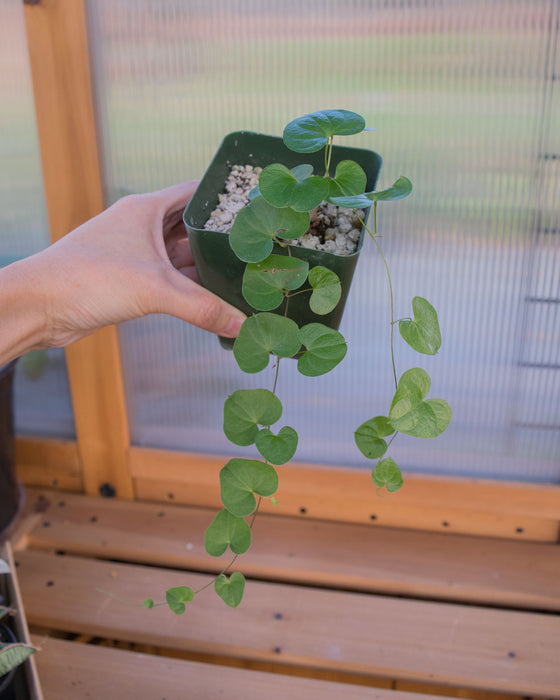 Dioscorea Elephantipes - 4"