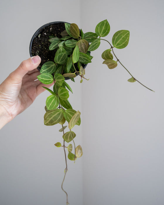 Dischidia 'Ovata' - 4"