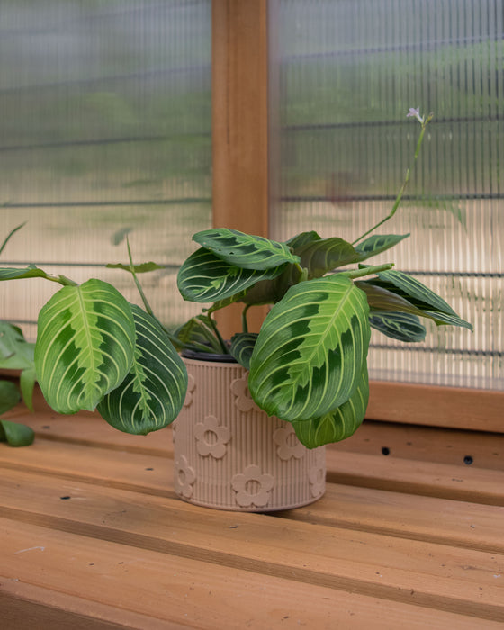 4" Eco-Friendly Daisy Planter with Drainage Tray (Two Colors)