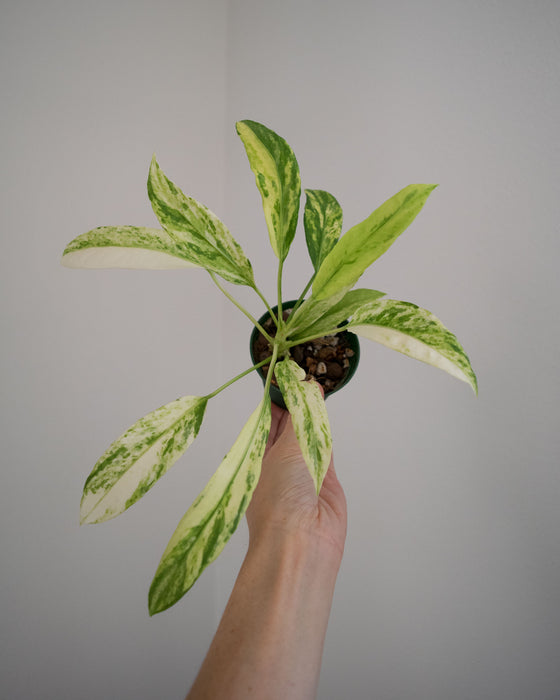 Anthurium Vittarifolium 'Variegata' - 3"