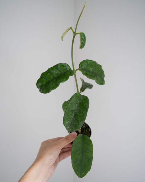 Hoya Villosa - 2"