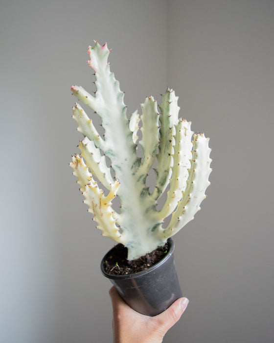 Euphorbia Lactea 'White Ghost' - 4"