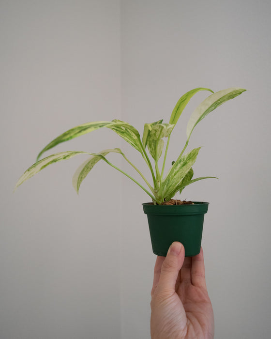 Anthurium Vittarifolium 'Variegata' - 3"