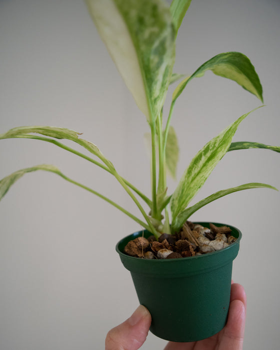 Anthurium Vittarifolium 'Variegata' - 3"