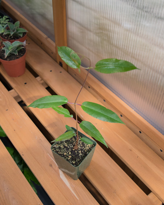 Petopentia Natalensis - 4"