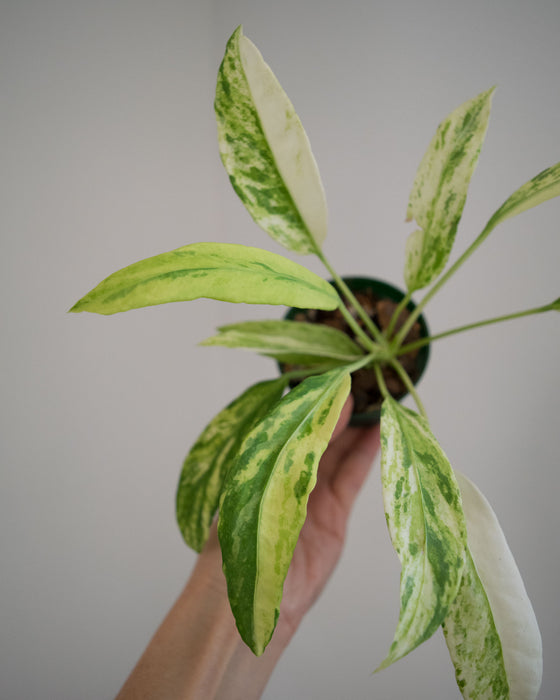 Anthurium Vittarifolium 'Variegata' - 3"