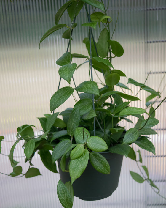 Hoya Fitchii - 6" (Pick Up Only)