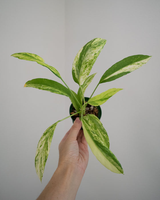 Anthurium Vittarifolium 'Variegata' - 3"
