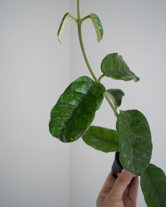 Hoya Villosa - 2"