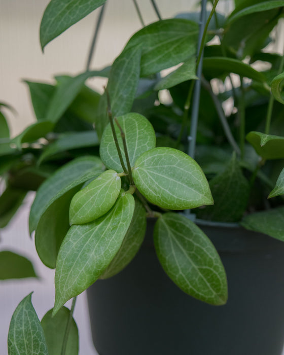 Hoya Fitchii - 6" (Pick Up Only)