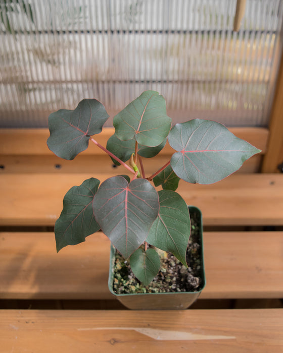 Ficus Petiolaris- 4"