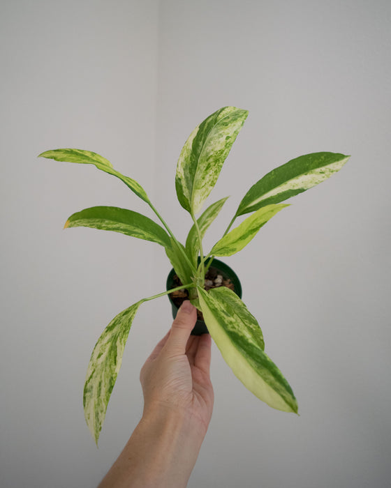 Anthurium Vittarifolium 'Variegata' - 3"
