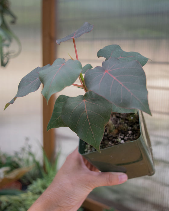 Ficus Petiolaris- 4"
