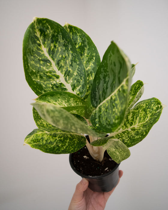 Chinese Evergreen 'Green Papuma' - 4"