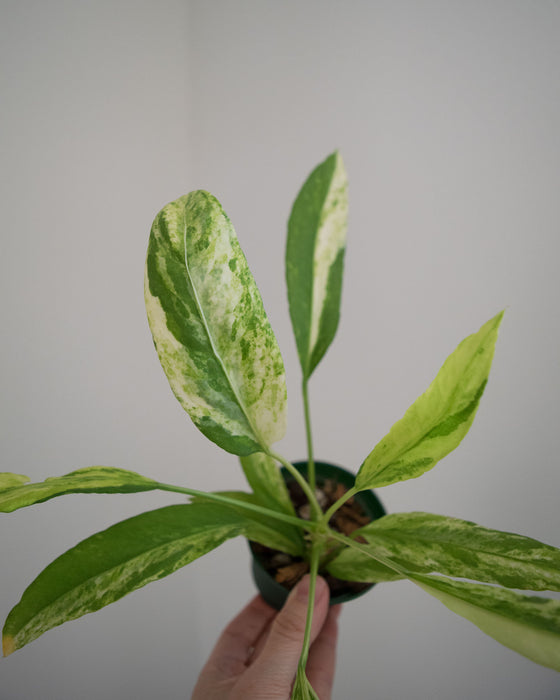 Anthurium Vittarifolium 'Variegata' - 3"