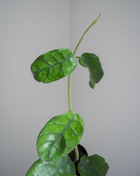 Hoya Villosa - 2"
