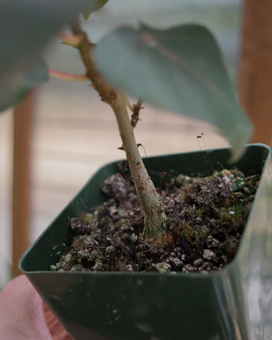 Ficus Petiolaris- 4"