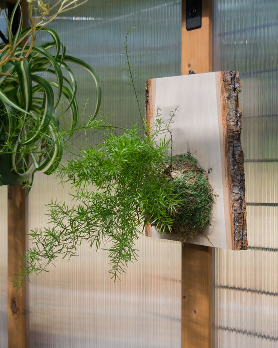 Sprenger's Asparagus Fern - Mount