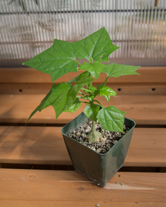 Gerrardanthus Macrorrhizus - 4"