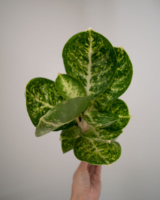 Chinese Evergreen 'Green Papuma' - 4"