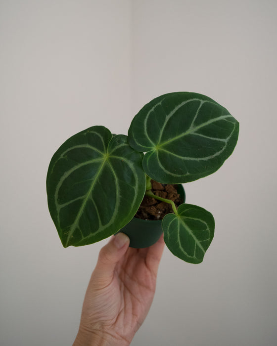 Anthurium 'Dorayaki x Dressleri' - 3"
