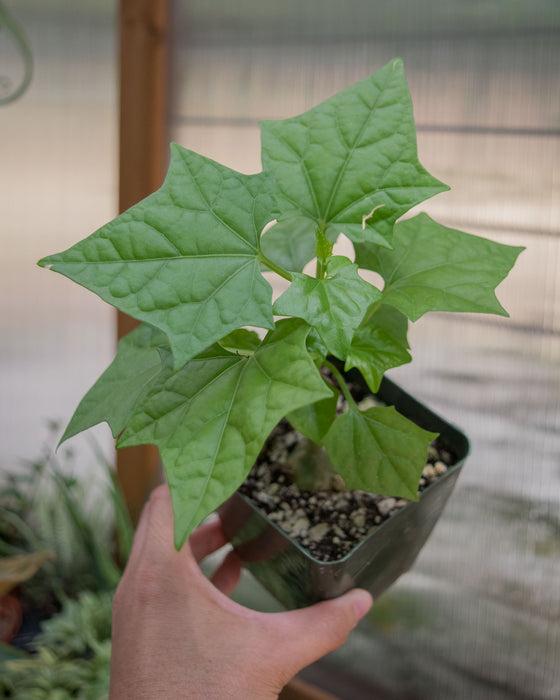 Gerrardanthus Macrorrhizus - 4"