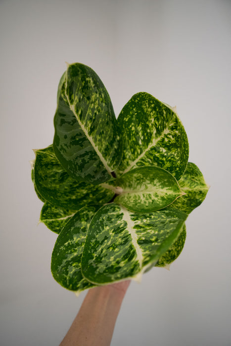 Chinese Evergreen 'Green Papuma' - 4"