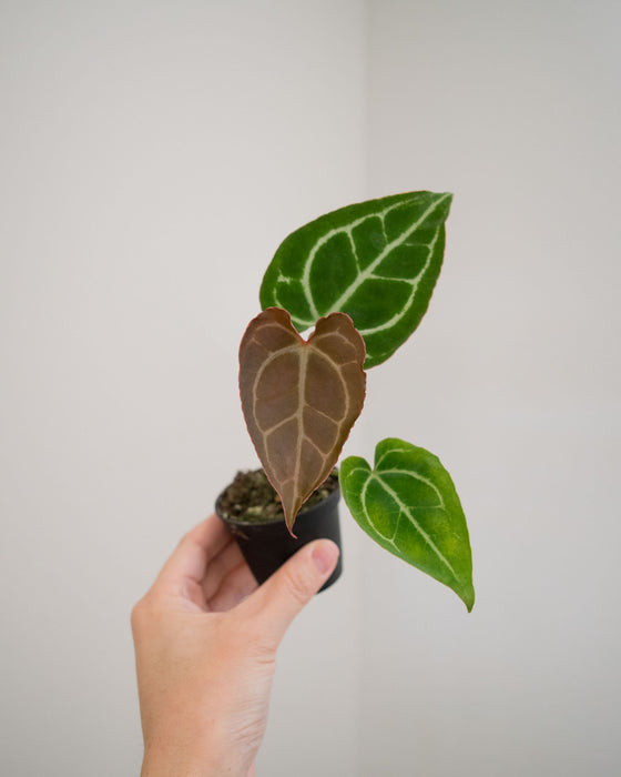 Anthurium 'Crystallinum' - 2"