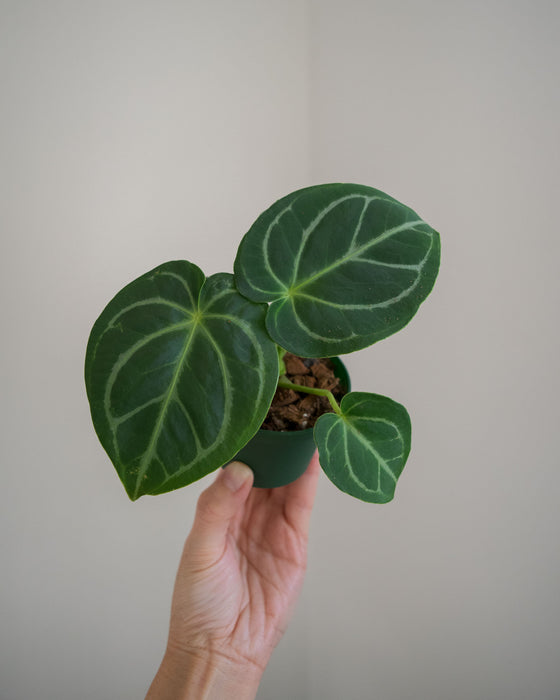 Anthurium 'Dorayaki x Dressleri' - 3"