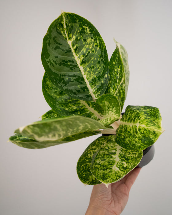 Chinese Evergreen 'Green Papuma' - 4"