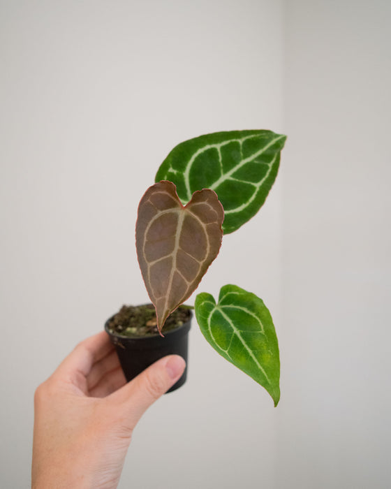 Anthurium 'Crystallinum' - 2"