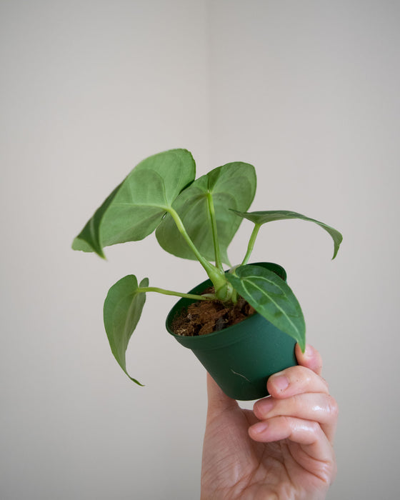 Anthurium 'Dorayaki x Dressleri' - 3"