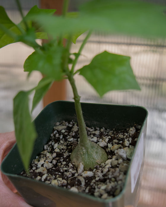 Gerrardanthus Macrorrhizus - 4"