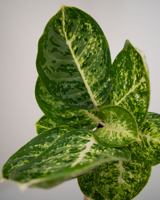 Chinese Evergreen 'Green Papuma' - 4"