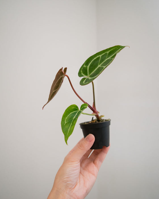 Anthurium 'Crystallinum' - 2"