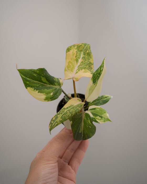 Philodendron Gloriosum 'Variegata' - 2"