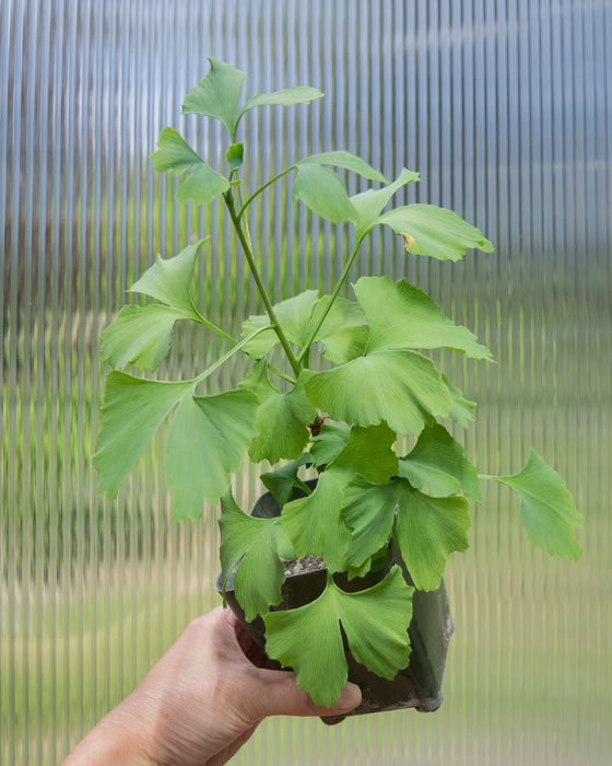 Gingko Biloba 'Maidenhair Tree' - 4"