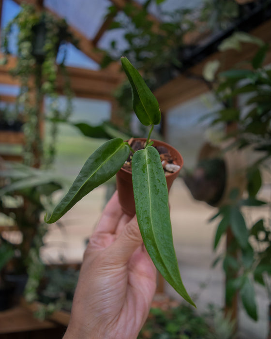 Anthurium 'Warocqueanum' - 2"
