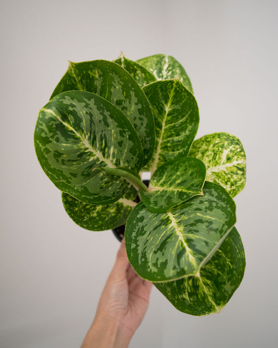 Chinese Evergreen 'Green Papuma' - 4"