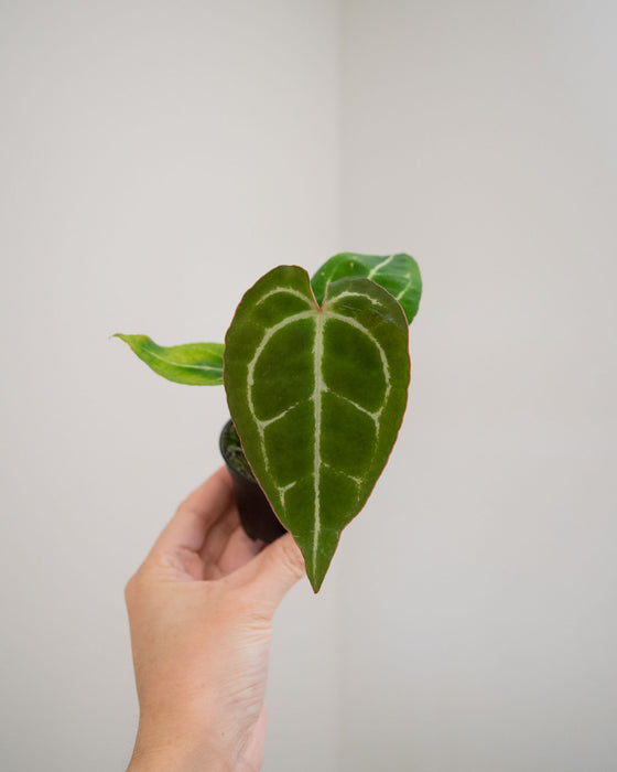 Anthurium 'Crystallinum' - 2"