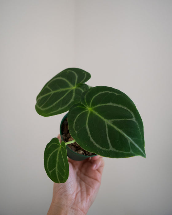 Anthurium 'Dorayaki x Dressleri' - 3"