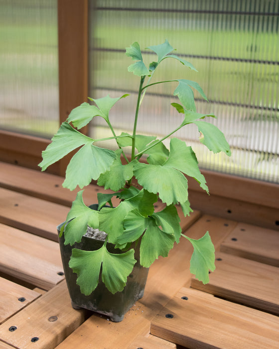 Gingko Biloba 'Maidenhair Tree' - 4"