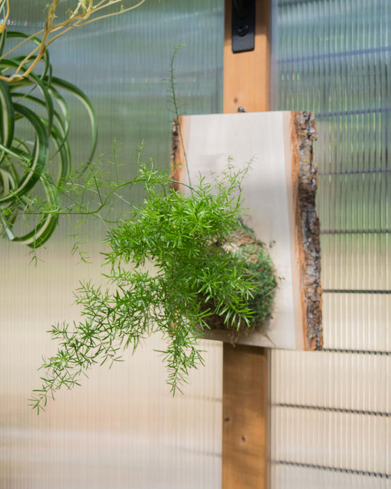Sprenger's Asparagus Fern - Mount