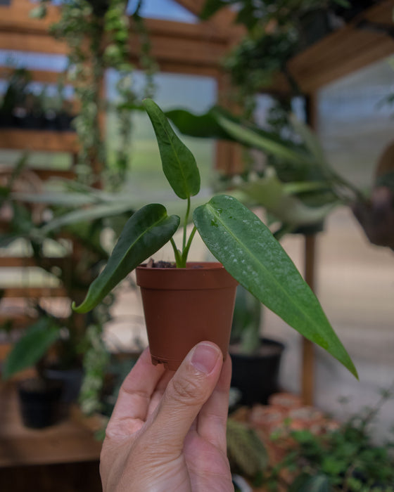 Anthurium 'Warocqueanum' - 2"