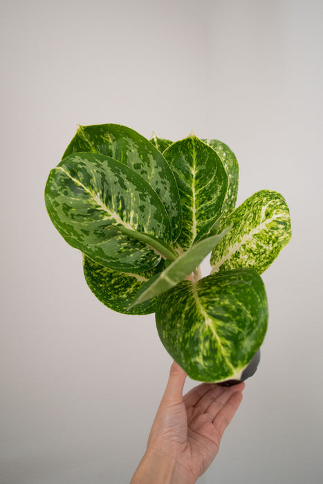 Chinese Evergreen 'Green Papuma' - 4"