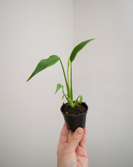Monstera 'Burle Marx Flame' - 2"