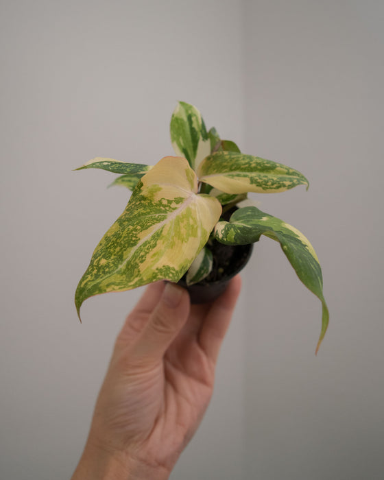 Philodendron Gloriosum 'Variegata' - 2"
